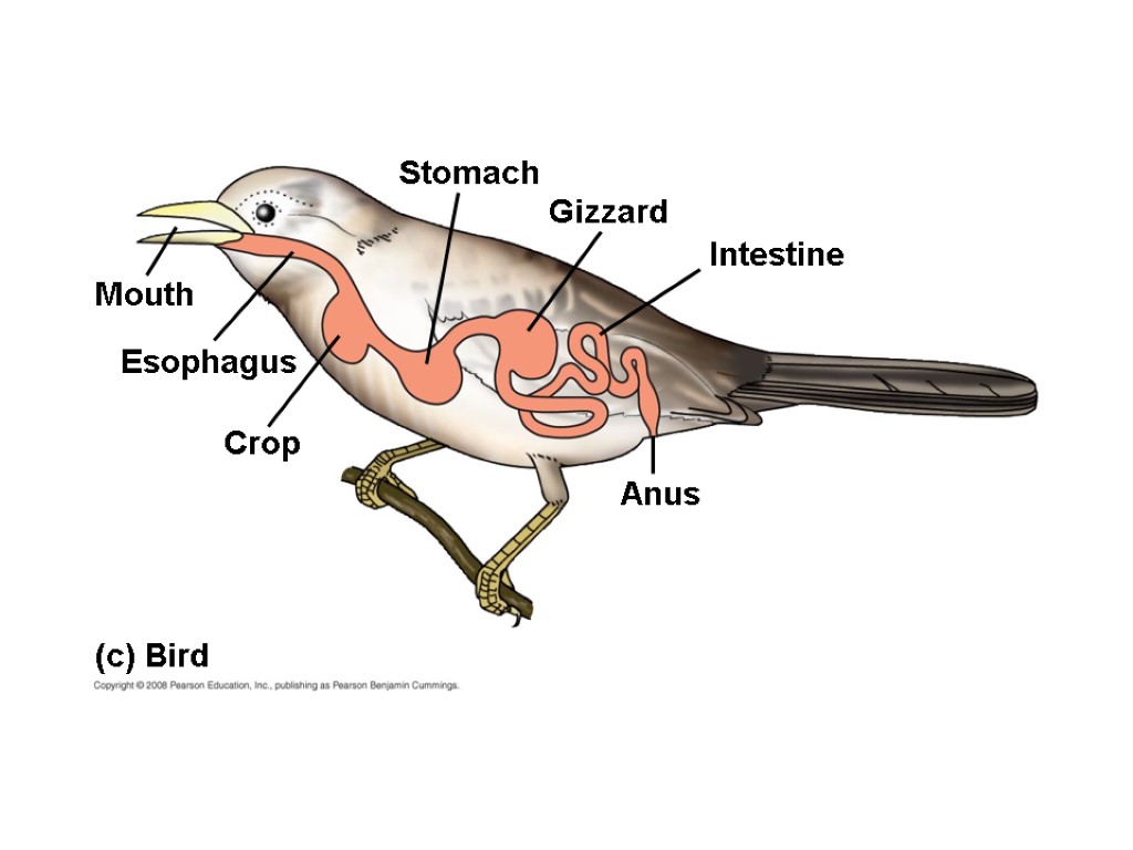 (c) Bird Stomach Gizzard Intestine Esophagus Anus Crop Mouth